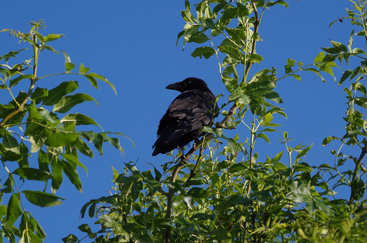 Carrion Crow - ML621718832