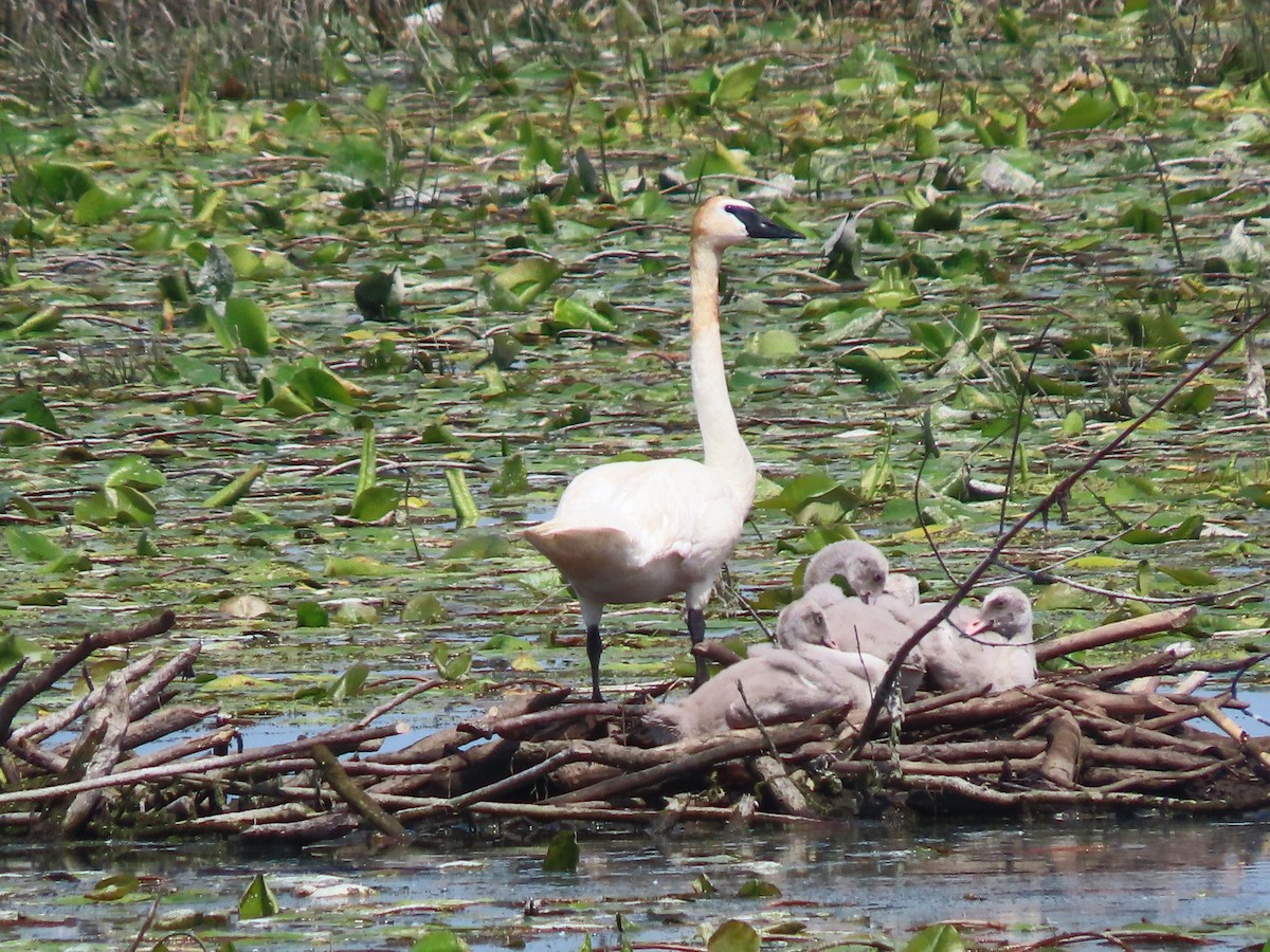 Trumpeter Swan - ML621718841