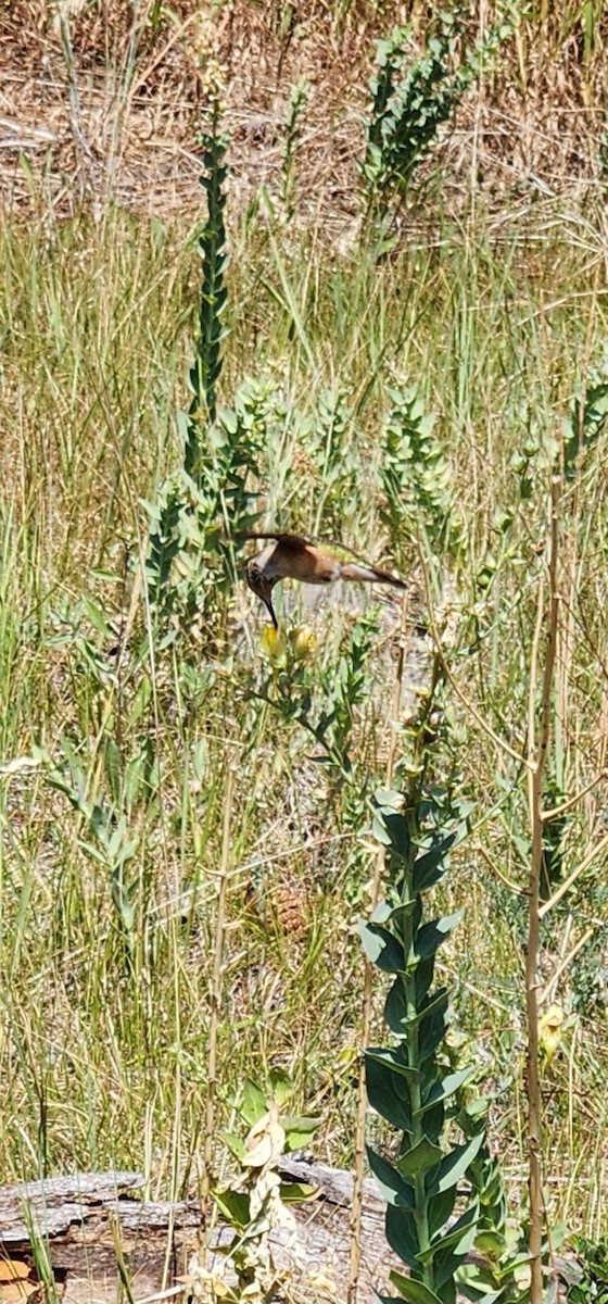 Broad-tailed Hummingbird - ML621718868