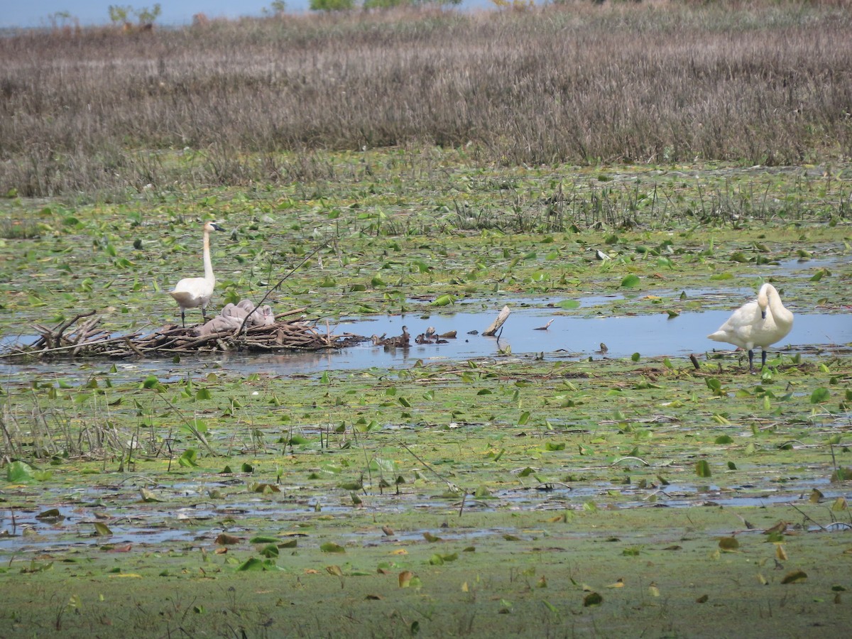 Trumpeter Swan - ML621718869