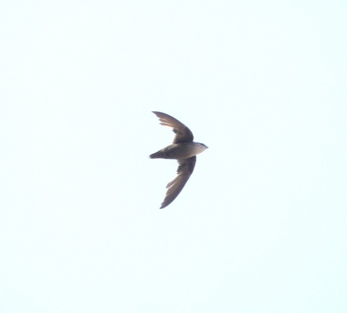 Chimney Swift - ML621718879