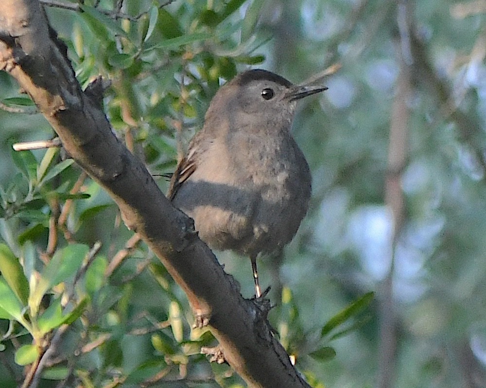 Gray Catbird - ML621718915