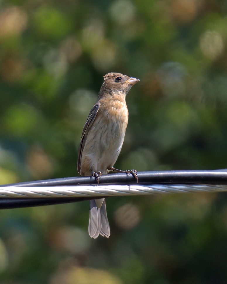 Lazuli Bunting - ML621718976