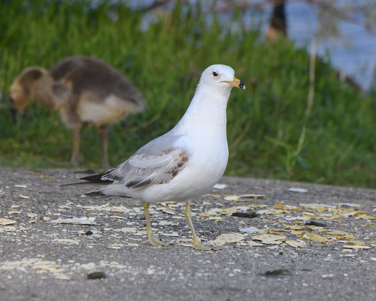 Ring-billed Gull - ML621718990