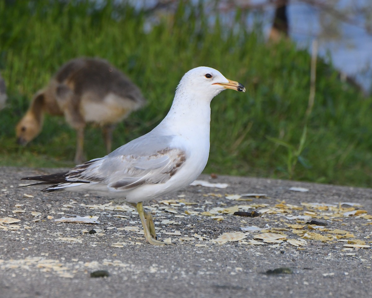 Ring-billed Gull - ML621719047