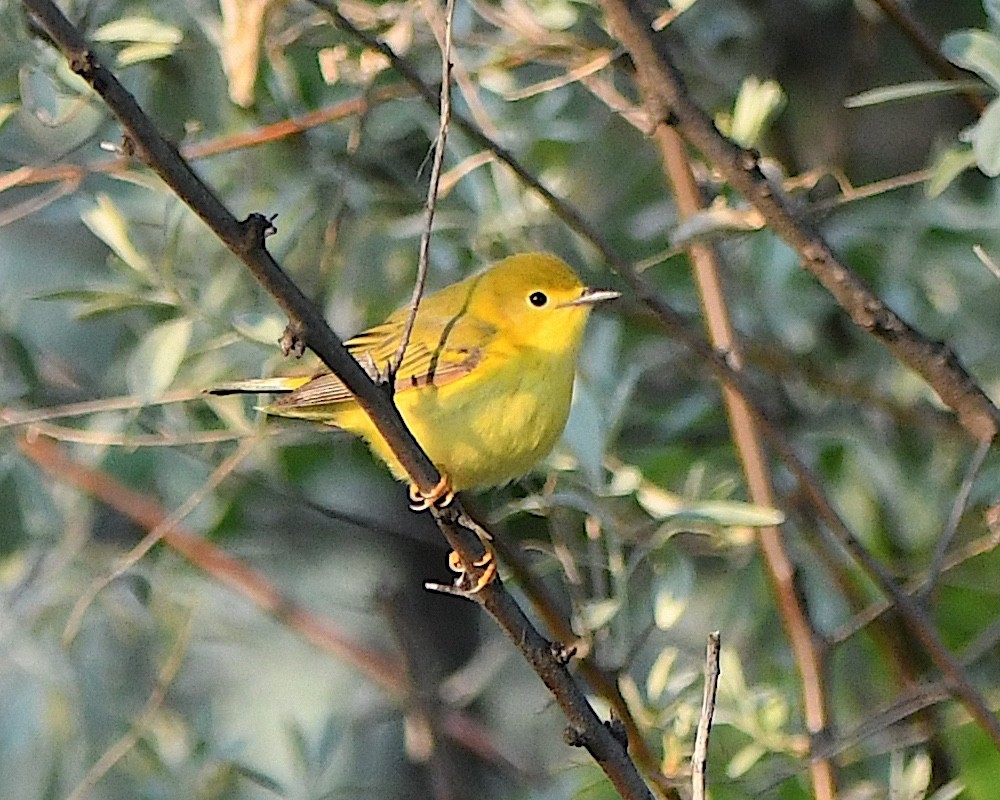 Yellow Warbler - ML621719129