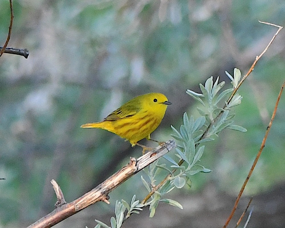 Yellow Warbler - ML621719175