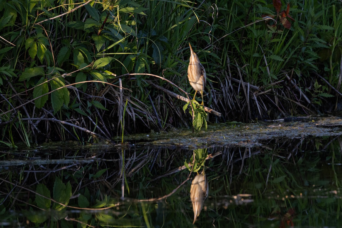 Least Bittern - ML621719202