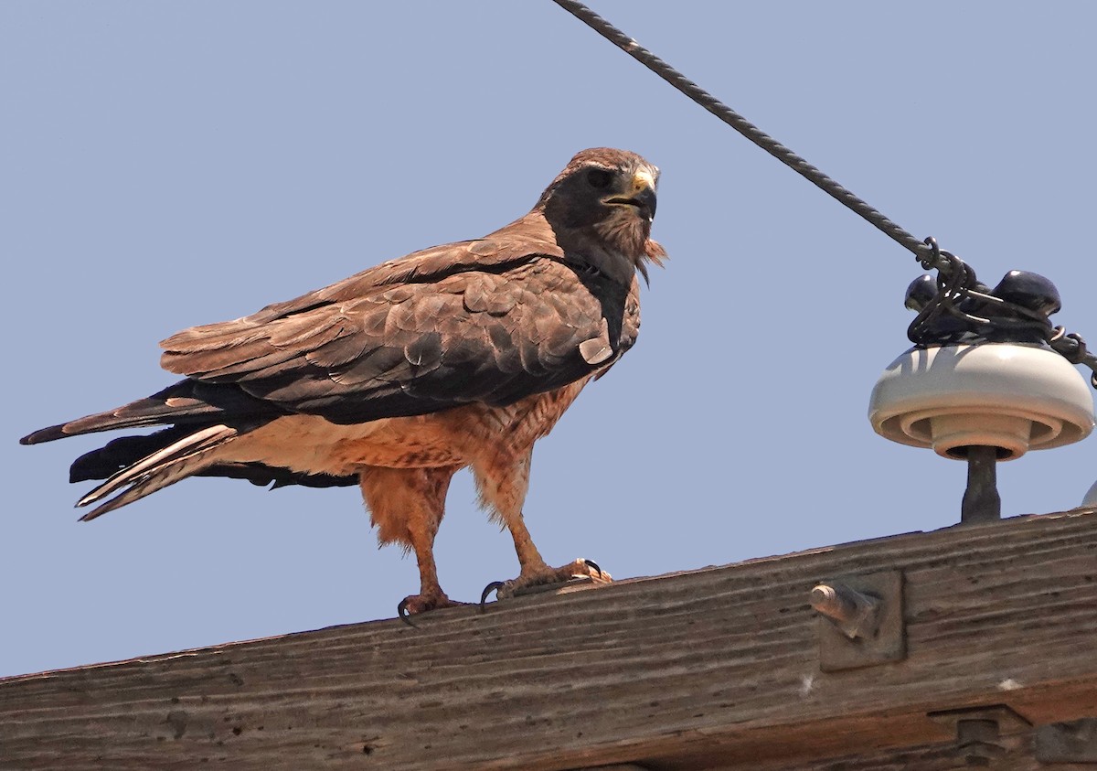 Swainson's Hawk - ML621719262