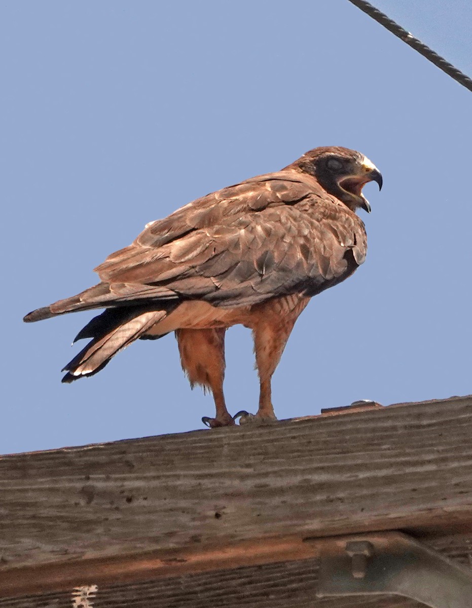 Swainson's Hawk - ML621719267