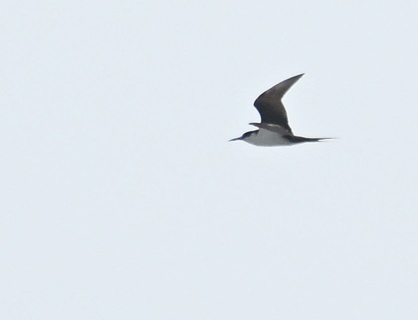 Sooty Tern - ML621719366