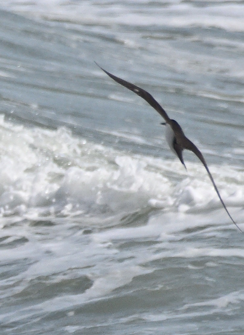 Sooty Tern - ML621719367