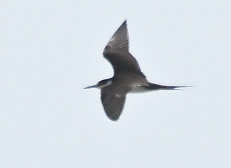 Sooty Tern - ML621719368