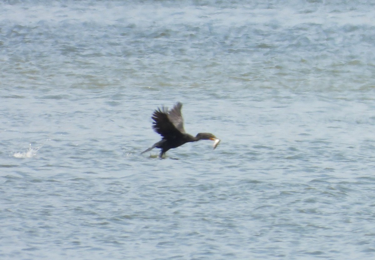 Double-crested Cormorant - ML621719375