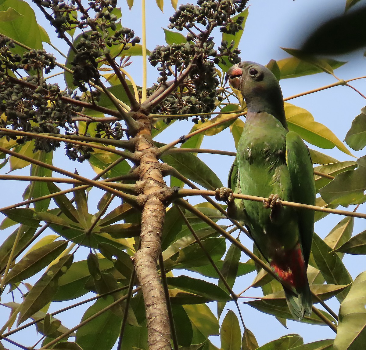 Blue-headed Parrot - ML621719417