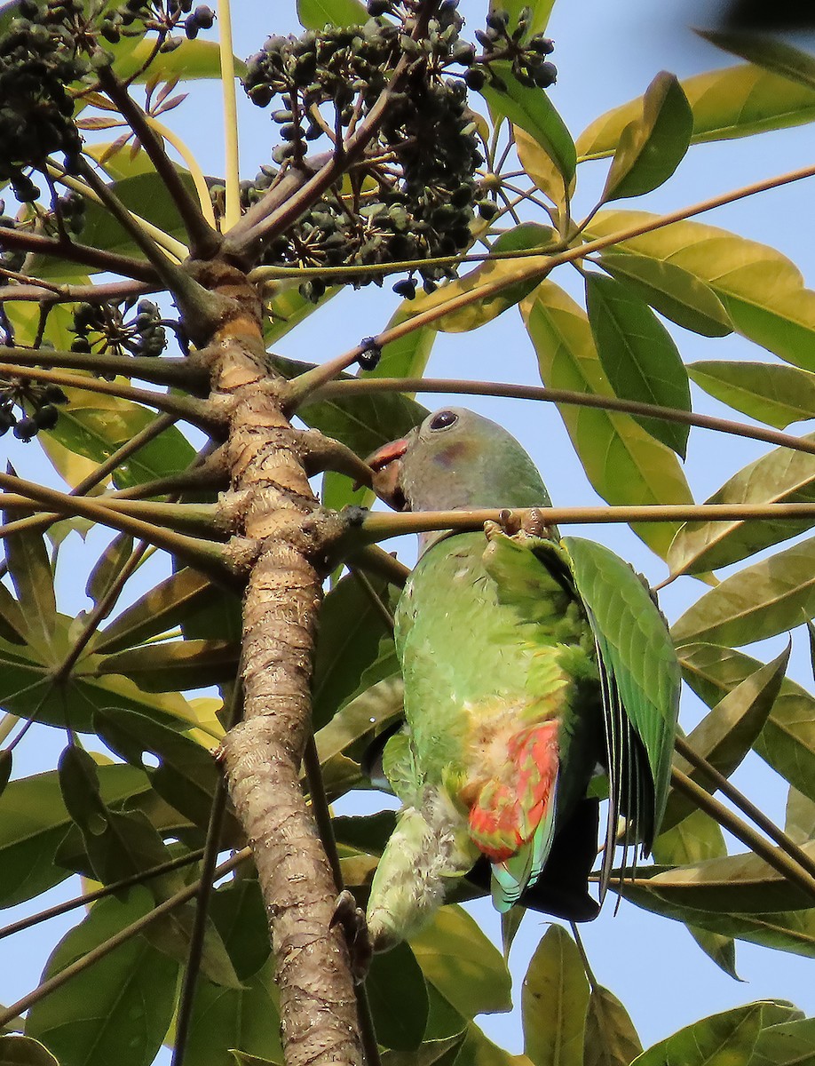 Blue-headed Parrot - ML621719421