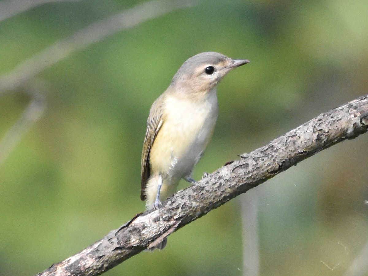 Warbling Vireo - ML621719428