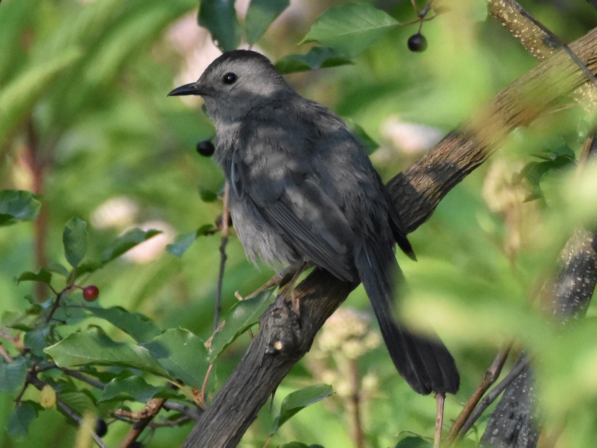 Gray Catbird - ML621719435