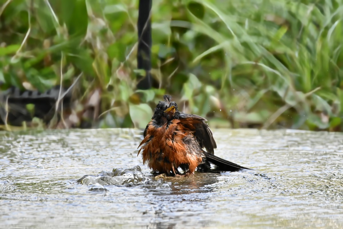 American Robin - ML621719439