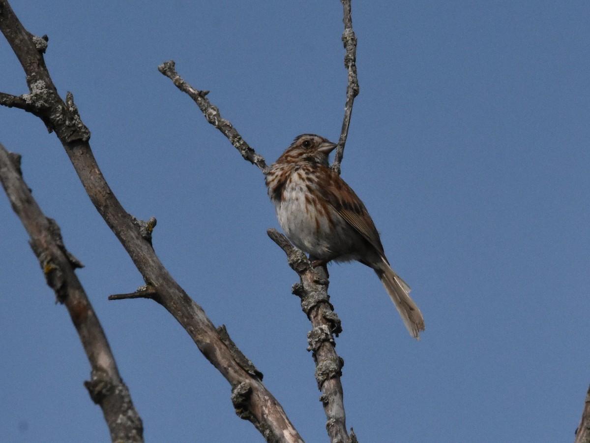 Song Sparrow - ML621719455