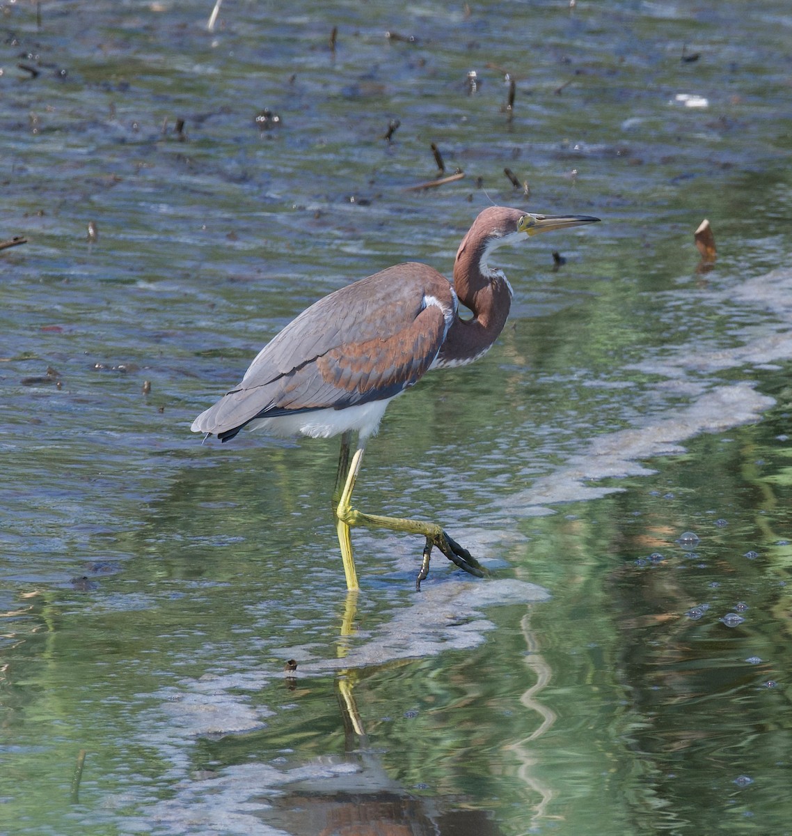 Tricolored Heron - ML621719541