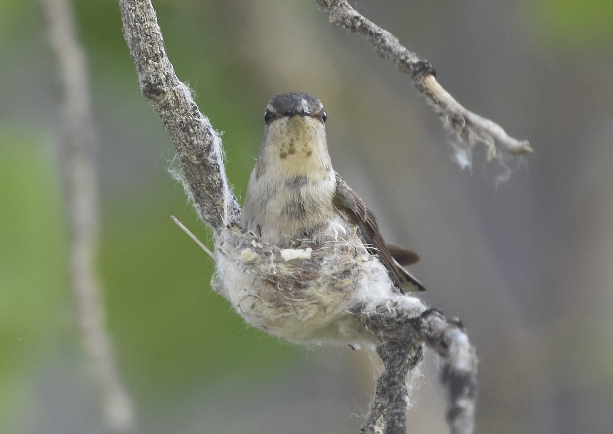 Costa's Hummingbird - ML621719626