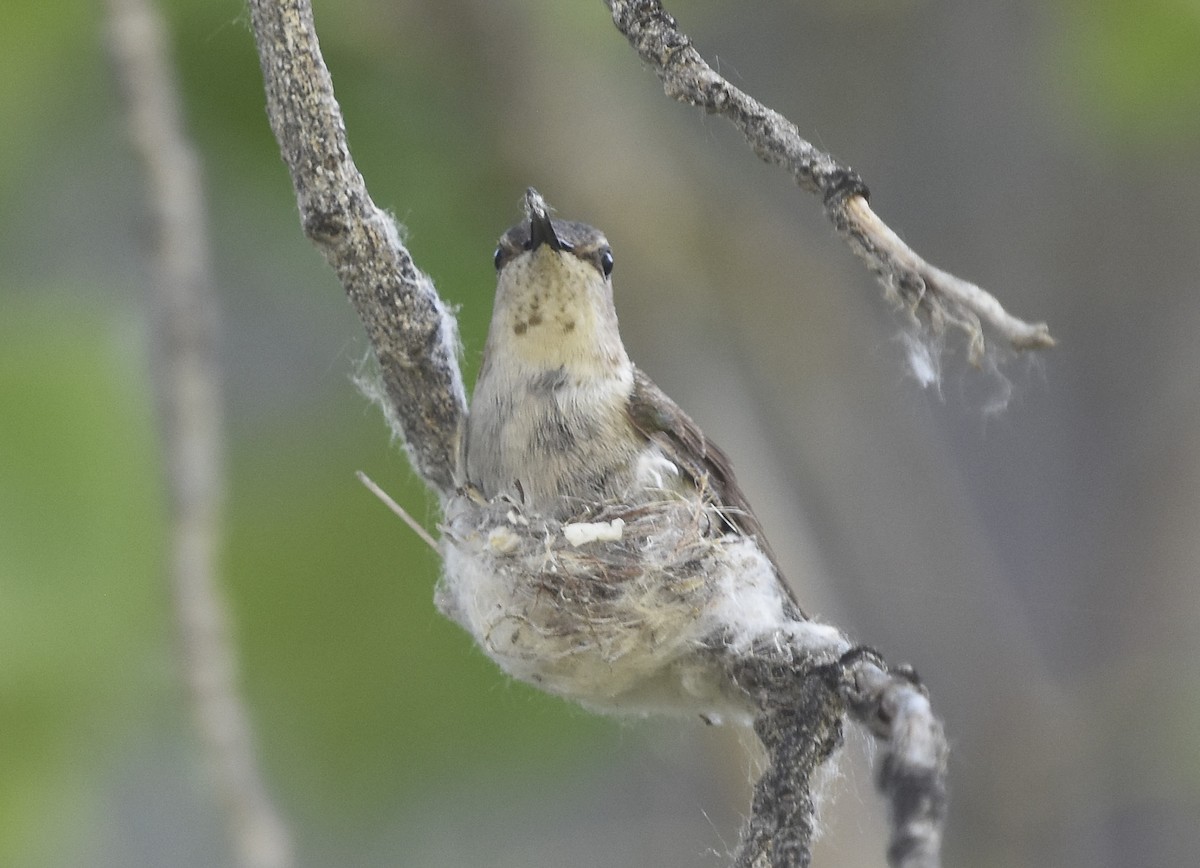 Costa's Hummingbird - ML621719627