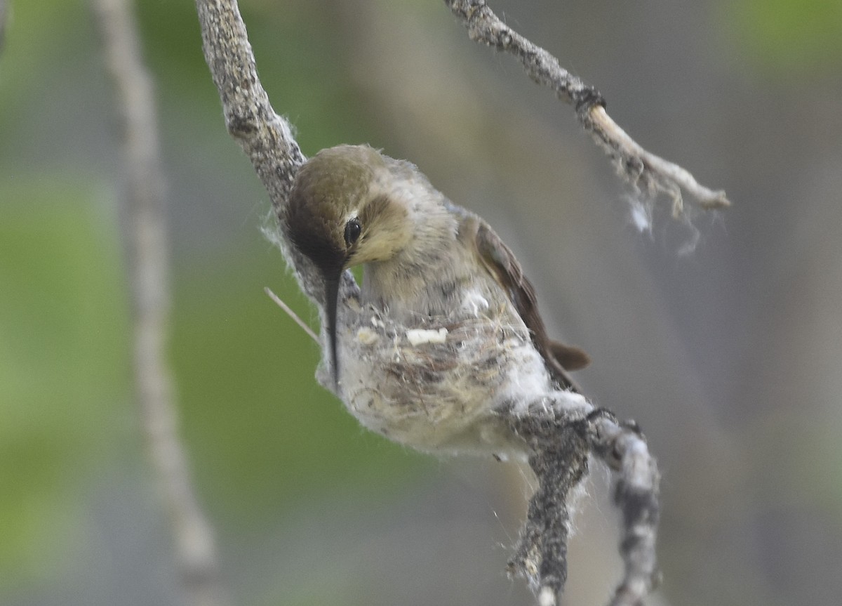 Costa's Hummingbird - ML621719628