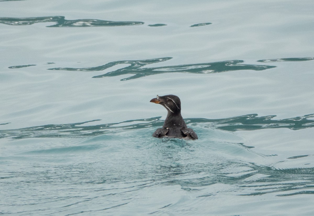 Rhinoceros Auklet - Kim Tomko