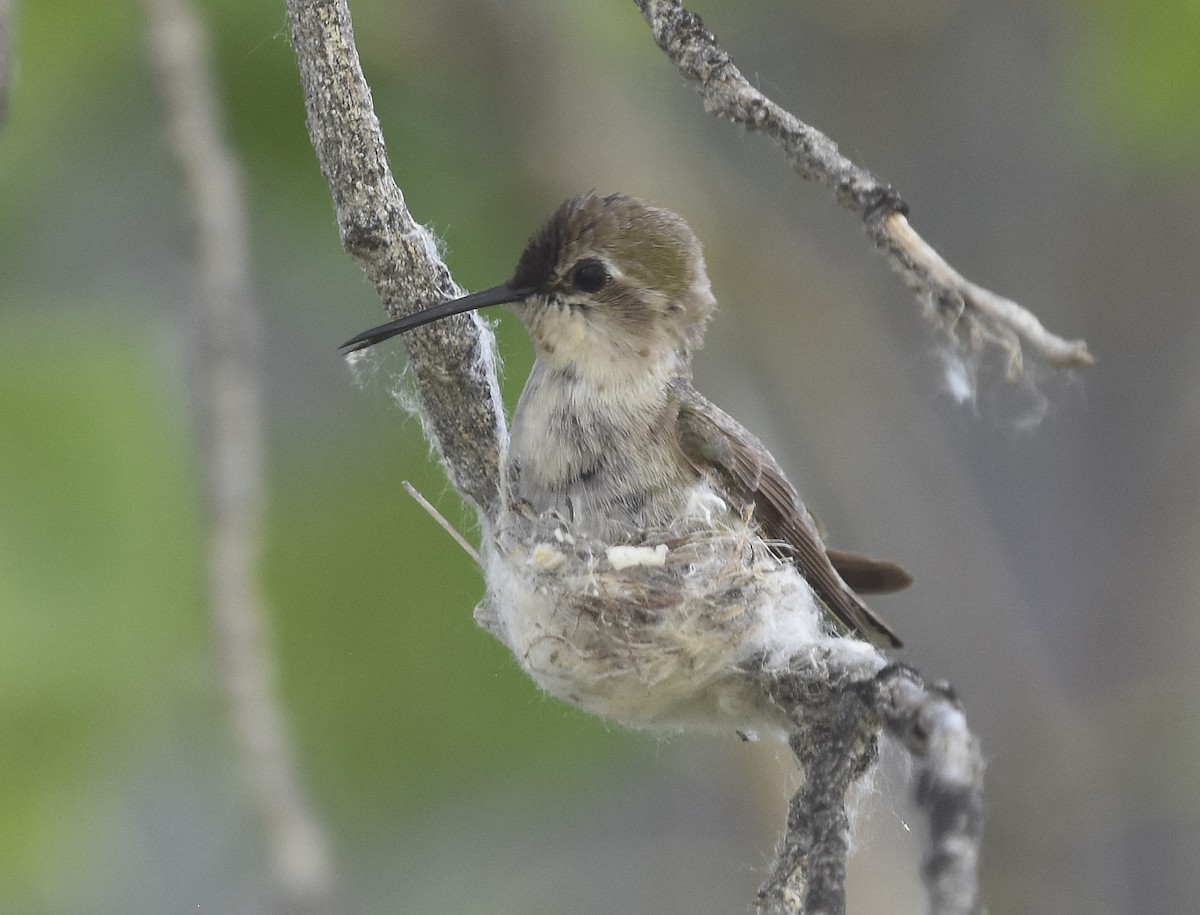 Costa's Hummingbird - ML621719637