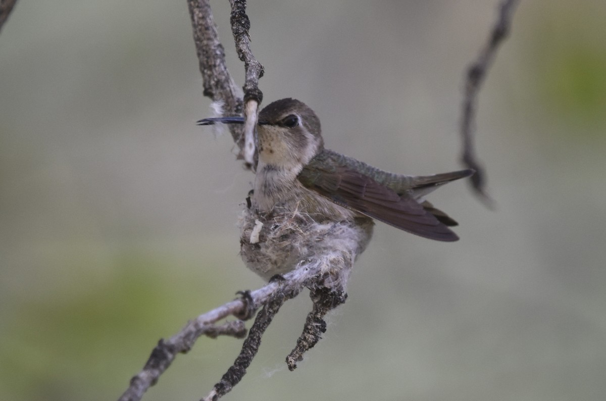 Costa's Hummingbird - ML621719638