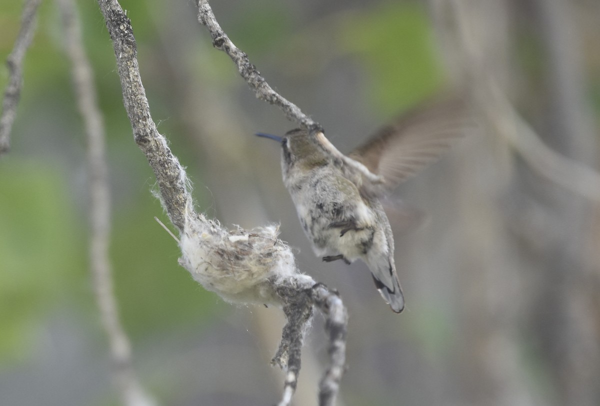 Costa's Hummingbird - ML621719639