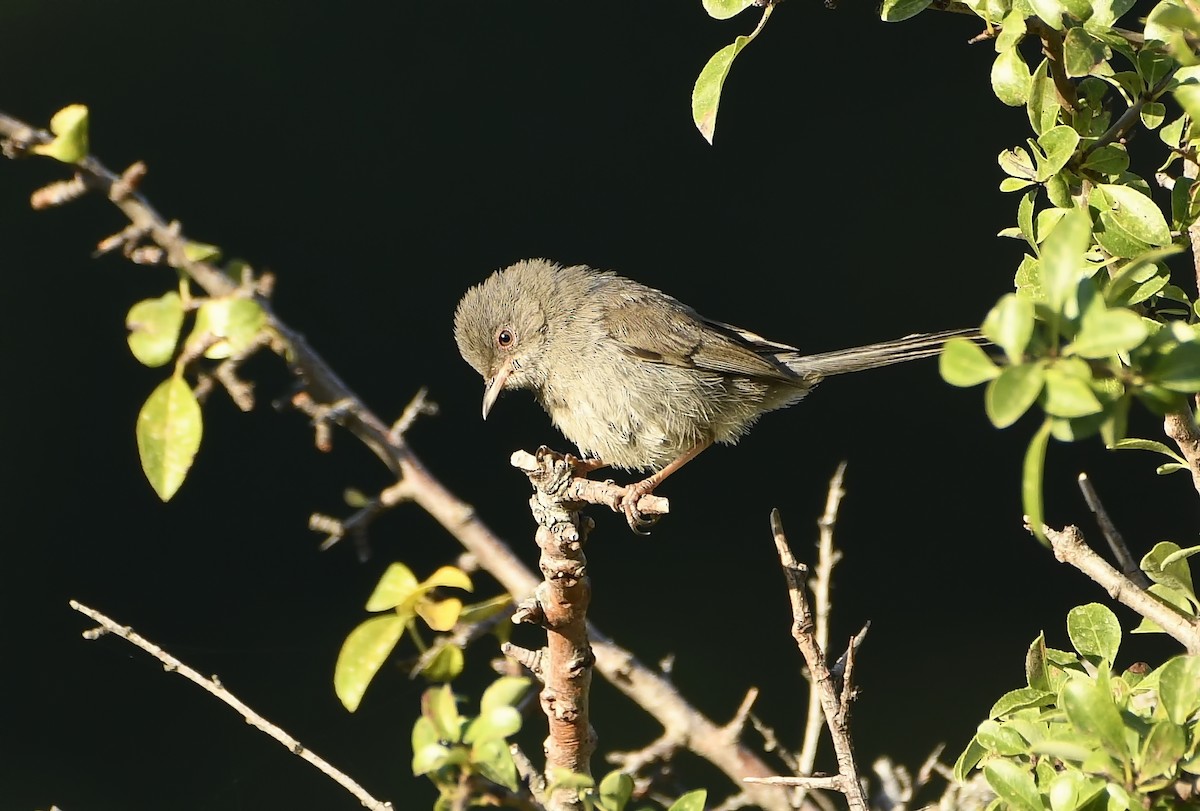 Marmora's Warbler - ML621719733