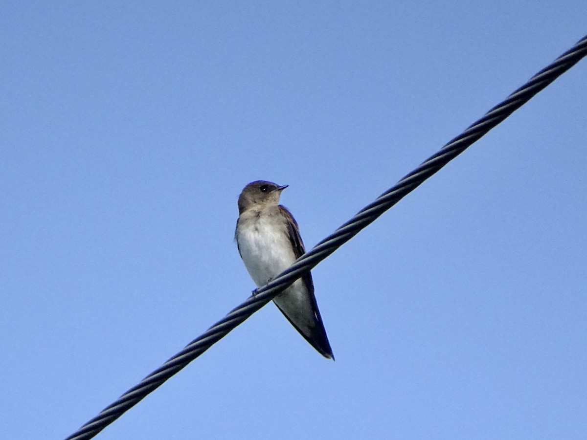 Northern Rough-winged Swallow (Northern) - ML621719772