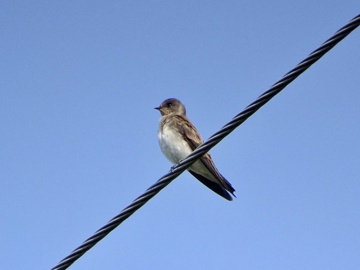 Northern Rough-winged Swallow (Northern) - ML621719773