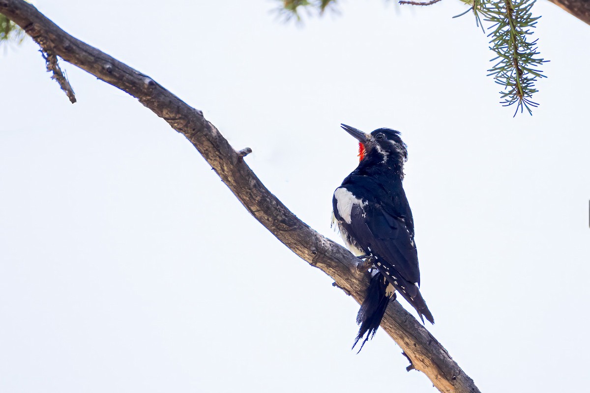 Williamson's Sapsucker - Ron Horn