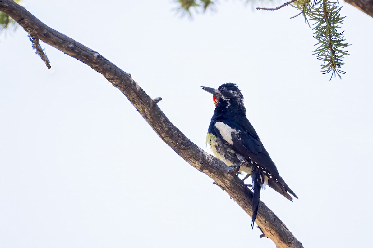 Williamson's Sapsucker - ML621719840