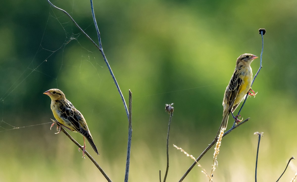 Bobolink - ML621719850