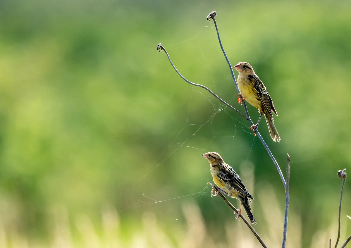 Bobolink - ML621719851