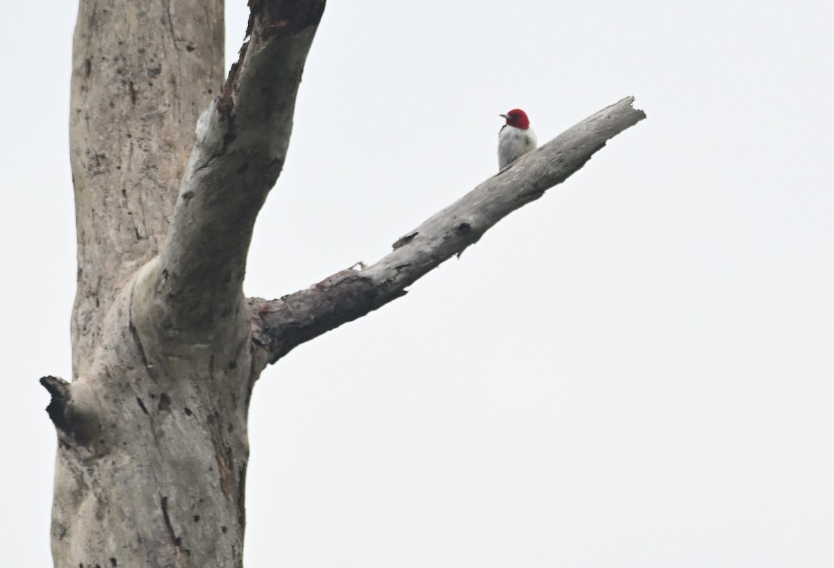 Red-headed Woodpecker - ML621719867