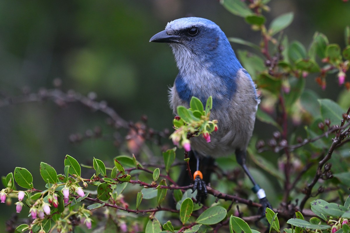 Florida Scrub-Jay - ML621719882