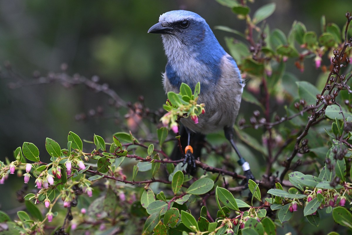 Florida Scrub-Jay - ML621719883