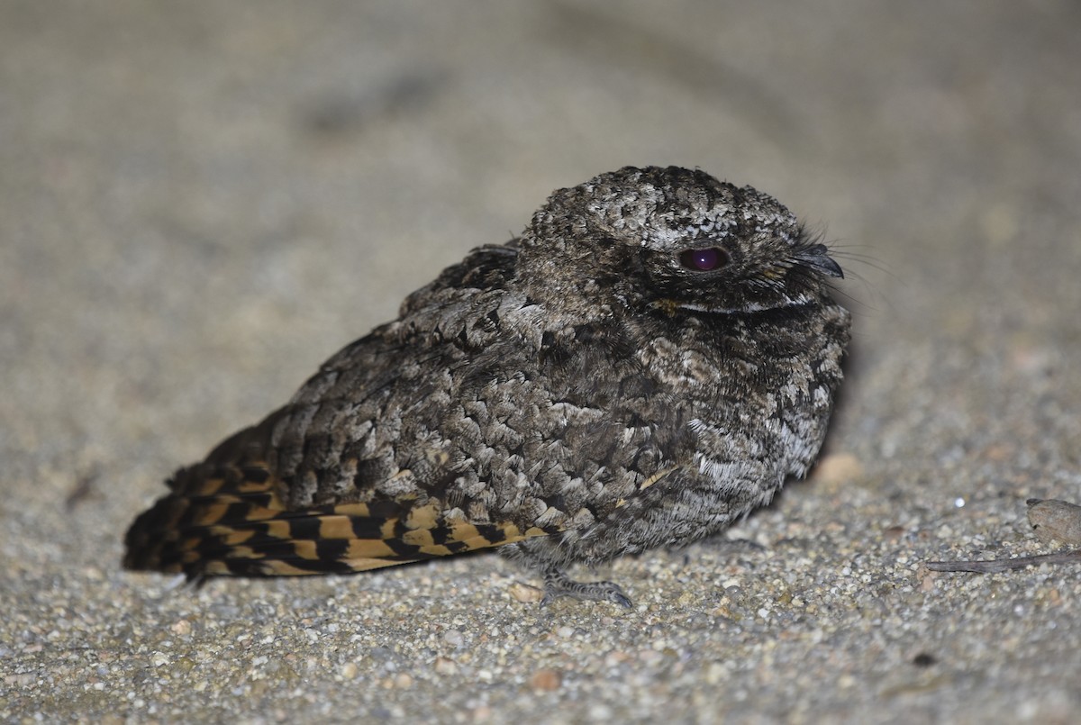 Common Poorwill - ML621719915