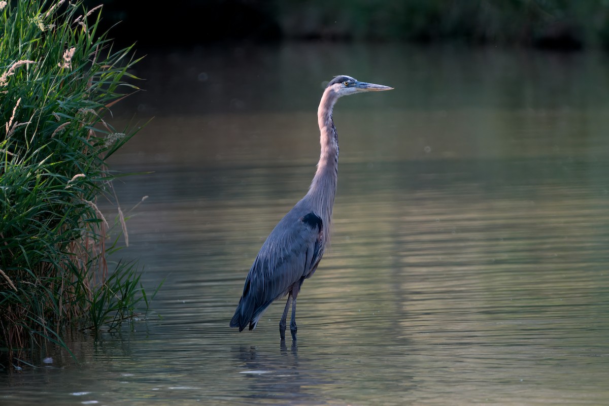 Great Blue Heron - ML621719944