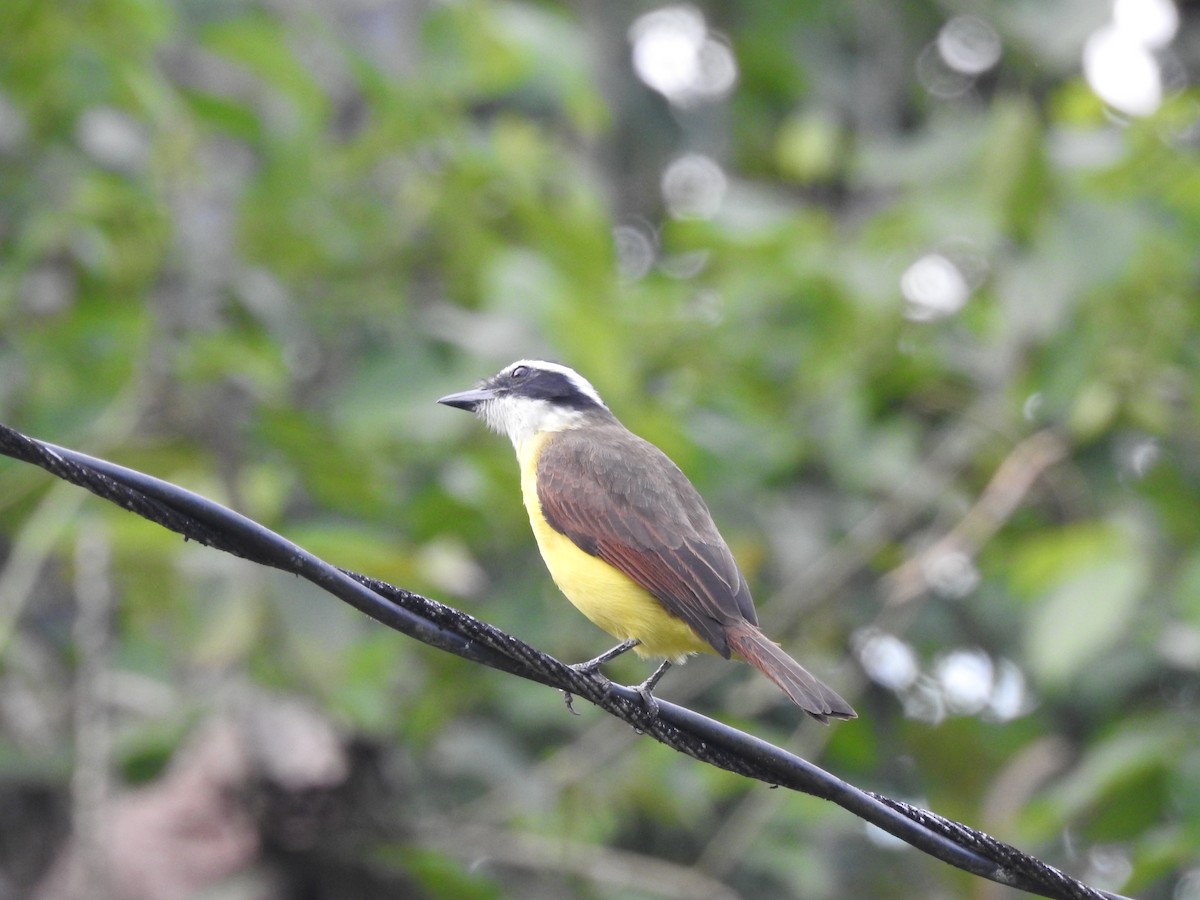 Great Kiskadee - ML621719949