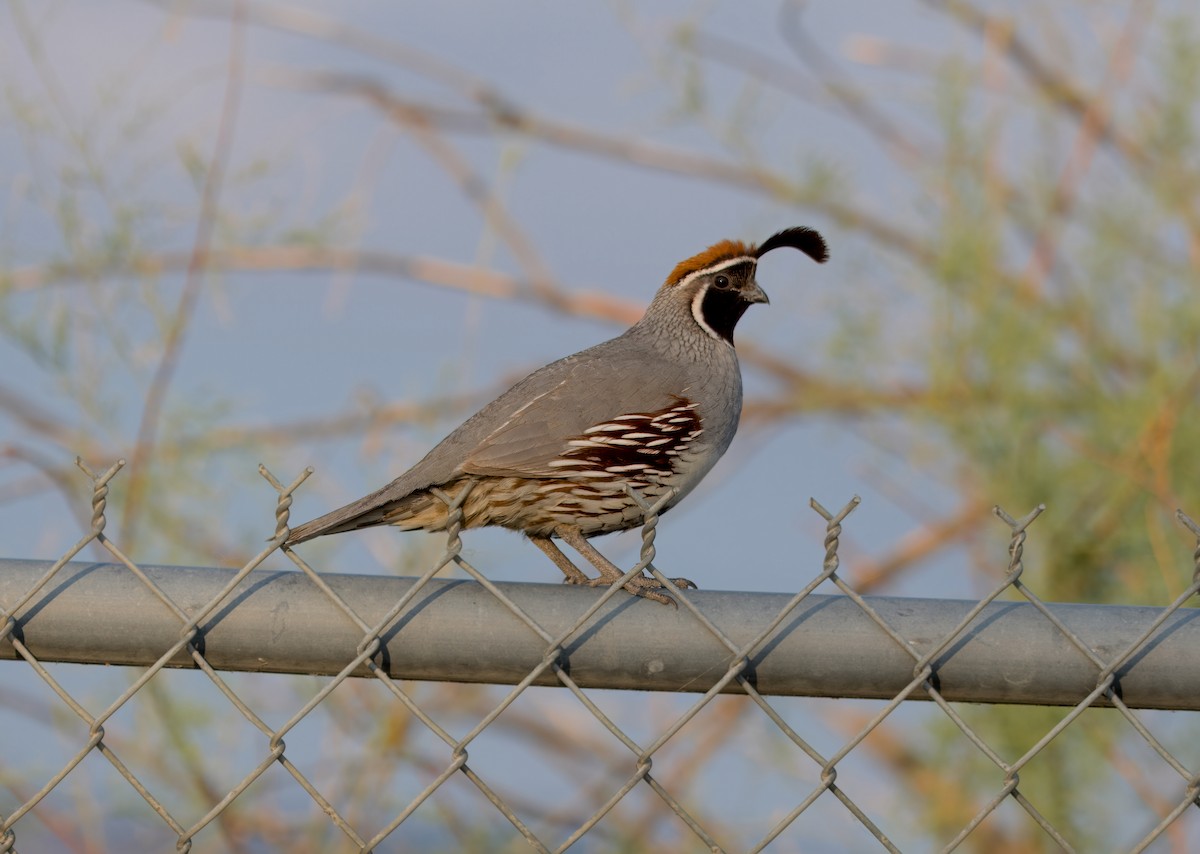 Gambel's Quail - ML621719987