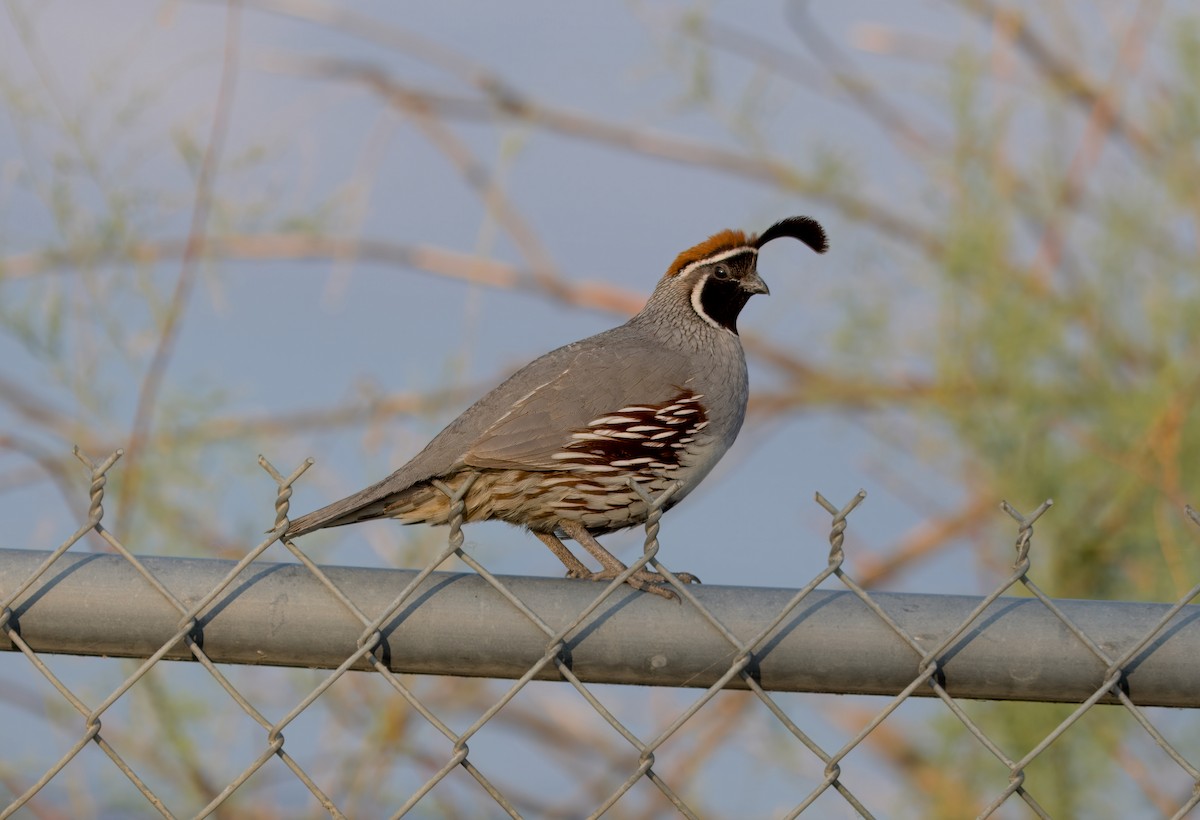 Gambel's Quail - ML621719988