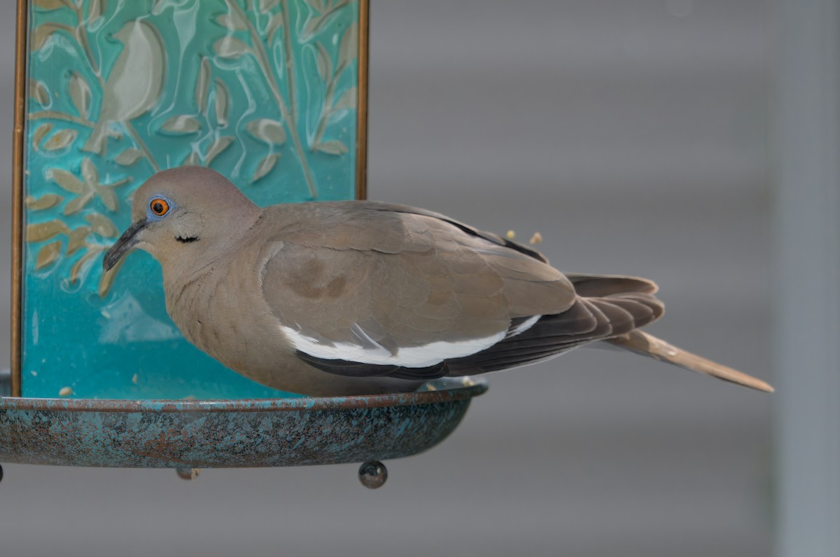 White-winged Dove - Spencer Hurt