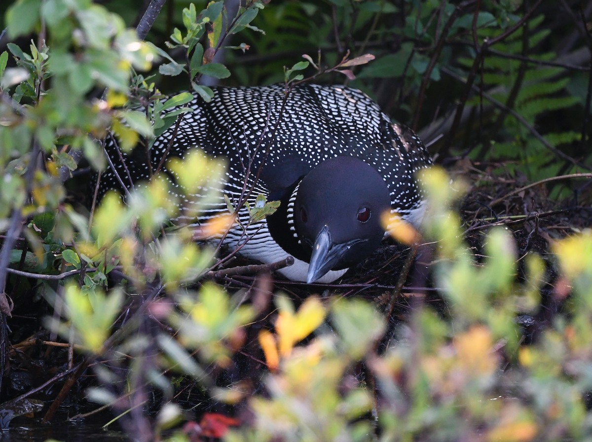 Common Loon - ML621720142