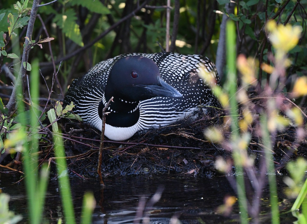 Common Loon - ML621720143